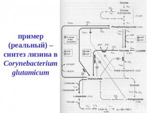 пример (реальный) – синтез лизина в Corynebacterium glutamicum