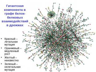 Гигантская компонента в графе белок-белковых взаимодействий в дрожжах Красный –