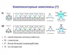 Компенсаторные комплексы (?) S – синтетические летали (слабость) Н – гомология Р