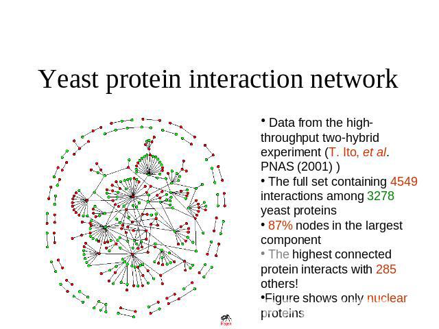 Yeast protein interaction network Data from the high-throughput two-hybrid experiment (T. Ito, et al. PNAS (2001) ) The full set containing 4549 interactions among 3278 yeast proteins 87% nodes in the largest component The highest connected protein …