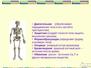 Функции скелета Двигательная (обеспечивает передвижение тела и его частей в прос