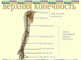 верхняя конечность Ключица Лопатка Пояс верхней конечности Плечевая кость Локтев