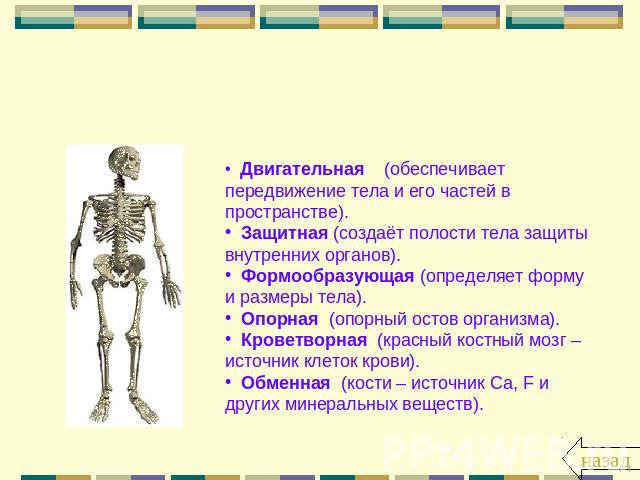 Функции скелета Двигательная (обеспечивает передвижение тела и его частей в пространстве). Защитная (создаёт полости тела защиты внутренних органов). Формообразующая (определяет форму и размеры тела). Опорная (опорный остов организма). Кроветворная …
