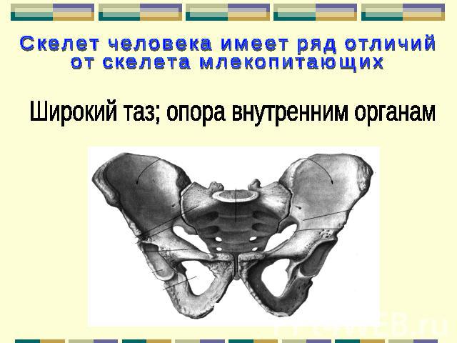 Скелет человека имеет ряд отличий от скелета млекопитающих Широкий таз; опора внутренним органам