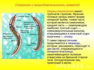 Строение и жизнедеятельность нематод Органы размножения имеют трубчатое строение