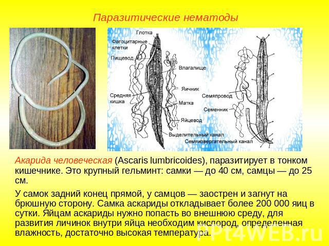 Паразитические нематоды Акарида человеческая (Ascaris lumbricoides), паразитирует в тонком кишечнике. Это крупный гельминт: самки — до 40 см, самцы — до 25 см. У самок задний конец прямой, у самцов — заострен и загнут на брюшную сторону. Самка аскар…