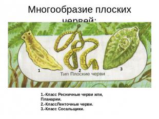 Многообразие плоских червей: 1.-Класс Ресничные черви или, Планарии. 2.-КлассЛен