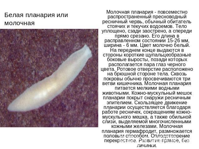 Белая планария или молочная Молочная планария - повсеместно распространенный пресноводный ресничный червь, обычный обитатель стоячих и текучих водоемов. Тело уплощено, сзади заострено, а спереди прямо срезано. Его длина в расправленном состоянии 15-…