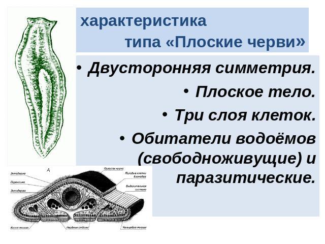 Общая характеристика типа «Плоские черви» Двусторонняя симметрия. Плоское тело. Три слоя клеток. Обитатели водоёмов (свободноживущие) и паразитические.