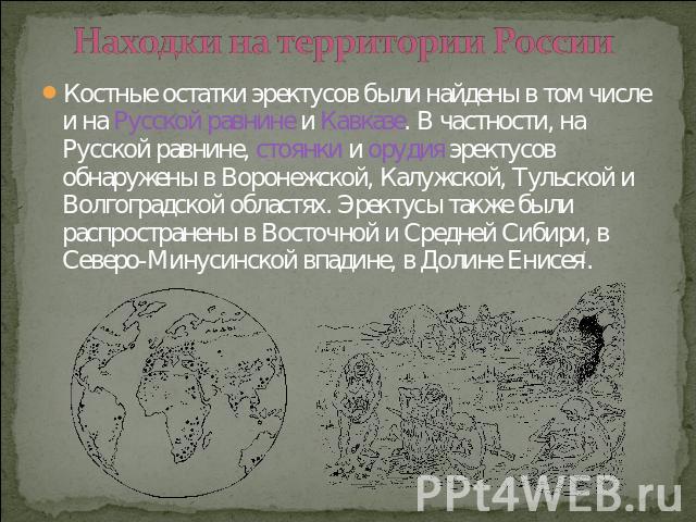 Находки на территории России Костные остатки эректусов были найдены в том числе и на Русской равнине и Кавказе. В частности, на Русской равнине, стоянки и орудия эректусов обнаружены в Воронежской, Калужской, Тульской и Волгоградской областях. Эрект…