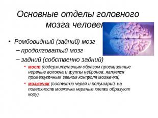 Основные отделы головного мозга человека Ромбовидный (задний) мозг продолговатый