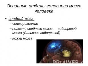 Основные отделы головного мозга человека средний мозг четверохолмие полость сред