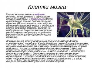 Клетки мозга Клетки мозга включают нейроны (клетки, генерирующие и передающие не