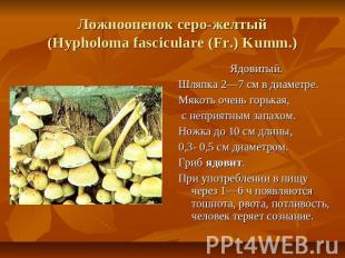 Ложноопенок серо-желтый (Hypholoma fasciculare (Fr.) Kumm.) Ядовитый. Шляпка 2—7