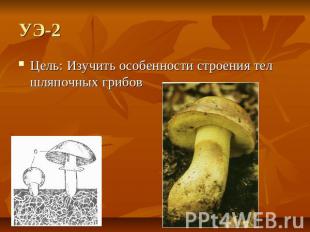 УЭ-2 Цель: Изучить особенности строения тел шляпочных грибов