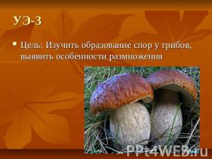 УЭ-3 Цель: Изучить образование спор у грибов, выявить особенности размножения