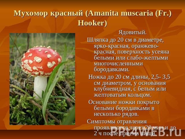 Мухомор красный (Amanita muscaria (Fr.) Hooker) Ядовитый. Шляпка до 20 см в диаметре, ярко-красная, оранжево-красная, поверхность усеяна белыми или слабо-желтыми многочисленными бородавками. Ножка до 20 см длины, 2,5- 3,5 см диаметром, у основания к…