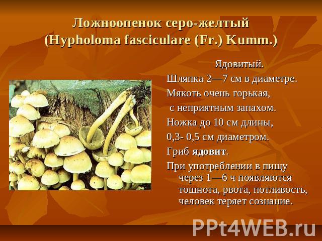 Ложноопенок серо-желтый (Hypholoma fasciculare (Fr.) Kumm.) Ядовитый. Шляпка 2—7 см в диаметре. Мякоть очень горькая, с неприятным запахом. Ножка до 10 см длины, 0,3- 0,5 см диаметром. Гриб ядовит. При употреблении в пищу через 1—6 ч появляются тошн…