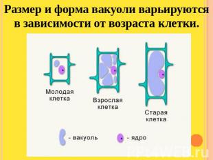 Размер и форма вакуоли варьируются в зависимости от возраста клетки.