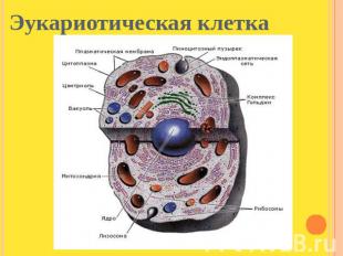 Эукариотическая клетка