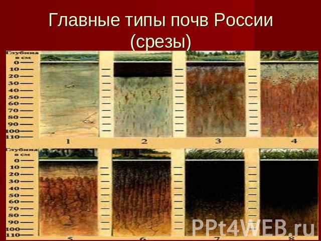 Главные типы почв России (срезы)