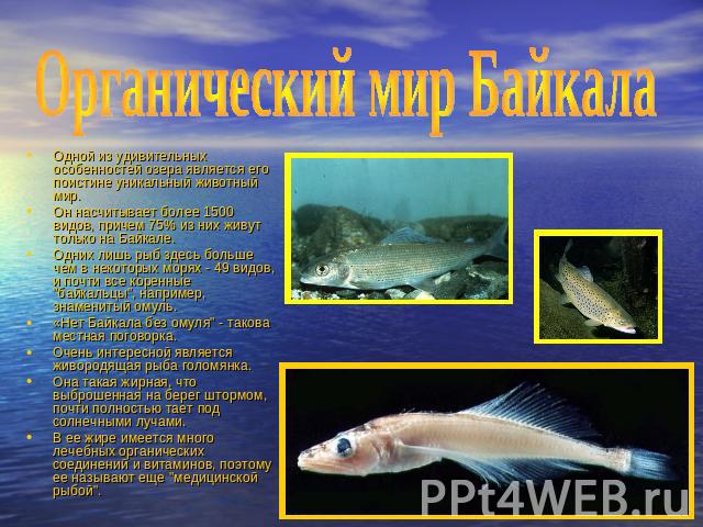 Органический мир Байкала Одной из удивительных особенностей озера является его поистине уникальный животный мир. Он насчитывает более 1500 видов, причем 75% из них живут только на Байкале. Одних лишь рыб здесь больше чем в некоторых морях - 49 видов…