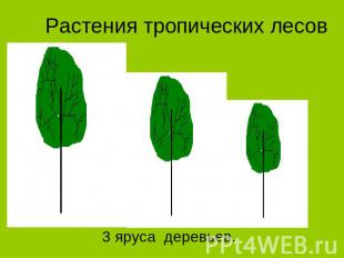 Растения тропических лесов 3 яруса деревьев.