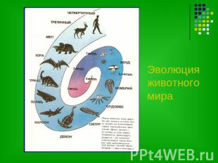 Эволюция животного мира