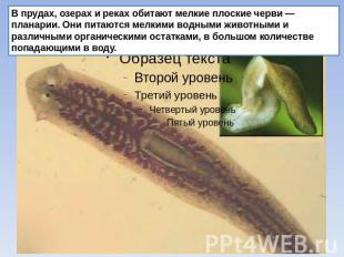 В прудах, озерах и реках обитают мелкие плоские черви — планарии. Они питаются м