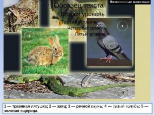 1 — травяная лягушка; 2 — заяц; 3 — речной окунь; 4 — сизый голубь; 5 — зеленая