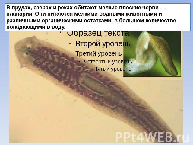 В прудах, озерах и реках обитают мелкие плоские черви — планарии. Они питаются мелкими водными животными и различными органическими остатками, в большом количестве попадающими в воду.