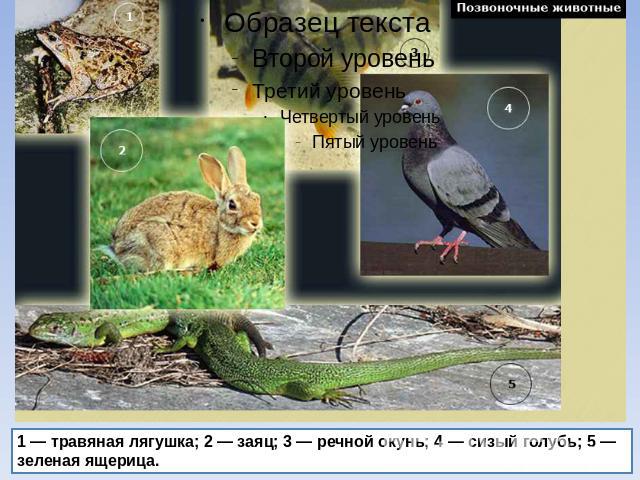 1 — травяная лягушка; 2 — заяц; 3 — речной окунь; 4 — сизый голубь; 5 — зеленая ящерица.