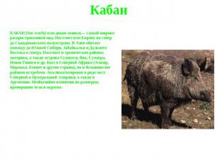 Кабан КАБАН (Sus scorfa) или дикая свинья,— самый широко распространенный вид. Н