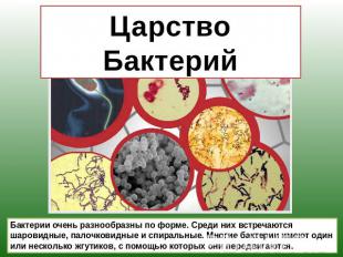 Царство Бактерий Бактерии очень разнообразны по форме. Среди них встречаются шар