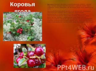 Коровья ягода Брусника (Vaccinium vitis-idaea), в английском языке cowberry – ко