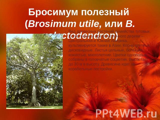 Бросимум полезный (Brosimum utile, или B. galactodendron) Вид древесных растений семейства тутовых. Естественный ареал молочного дерева – Центральная и Южная Америка, культивируется также в Азии. Корни крупные, дисковидные. Листья цельные, большие, …