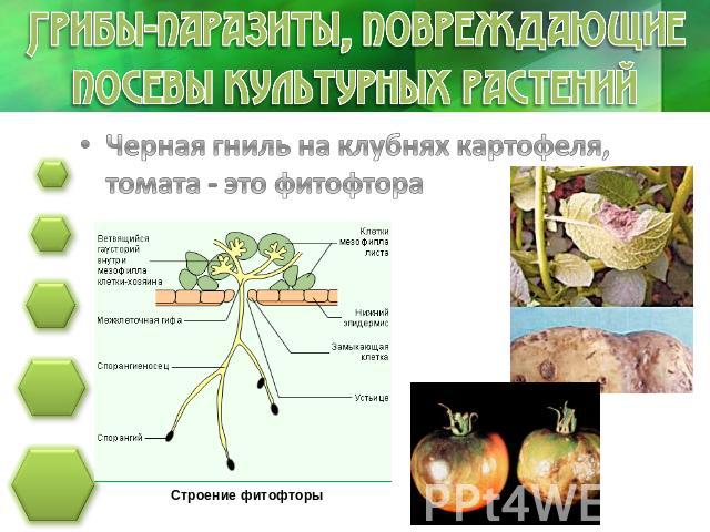 Грибы-паразиты, повреждающие посевы культурных растений Черная гниль на клубнях картофеля, томата - это фитофтора Строение фитофторы