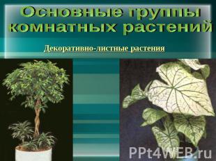 Основные группы комнатных растений Декоративно-листные растения