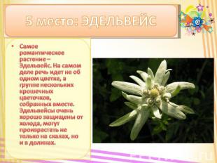 5 место: ЭДЕЛЬВЕЙС Самое романтическое растение – Эдельвейс. На самом деле речь