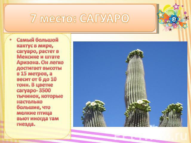 7 место: САГУАРО Самый большой кактус в мире, сагуаро, растет в Мексике и штате Аризона. Он легко достигает высоты в 15 метров, а весит от 6 до 10 тонн. В цветке сагуаро- 3500 тычинок, которые настолько большие, что мелкие птица вьют иногда там гнезда.
