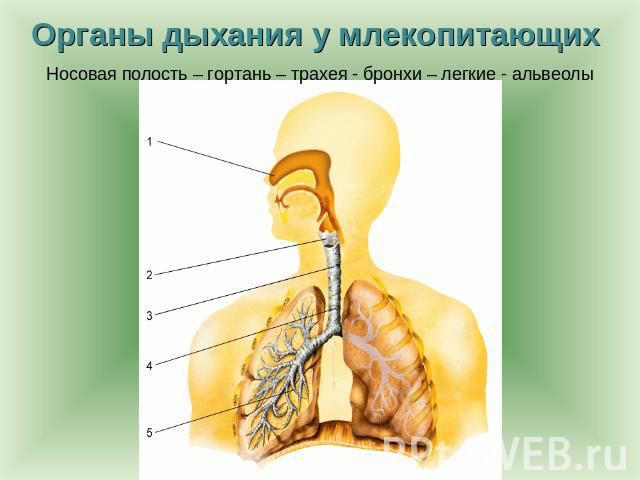 Органы дыхания у млекопитающих Носовая полость – гортань – трахея - бронхи – легкие - альвеолы