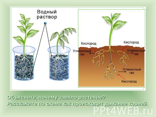 Объясните, почему завяло растение? Расскажите по схеме как происходит дыхание корней.