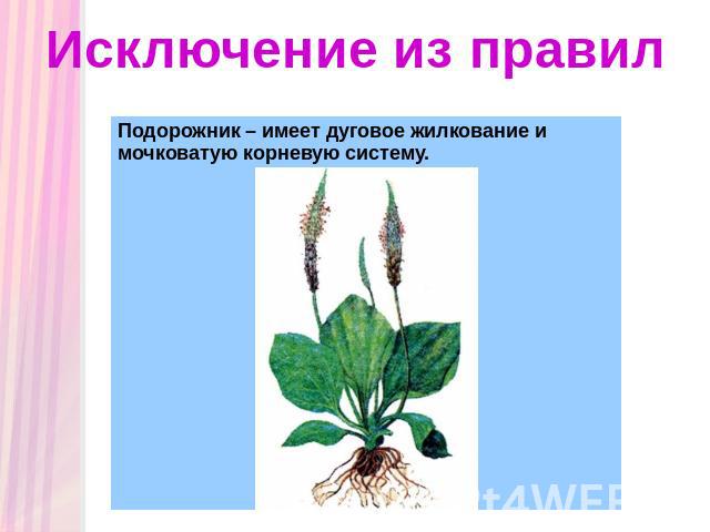 Подорожник жилкование листьев. Растения с дуговым жилкованием. Тип жилкования большого подорожника. Жилкование крестоцветных растений.