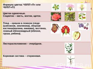 Формула цветка: Ч5Л5Т∞П∞ или Ч5Л5Т∞П1 Цветки одиночные. Соцветие – кисть, зонтик