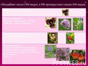 Объединяет около1300 видов, в РФ произрастают свыше 600 видов. Формула цветка: О
