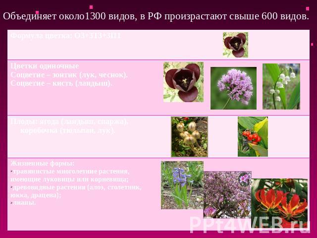 Объединяет около1300 видов, в РФ произрастают свыше 600 видов. Формула цветка: О3+3Т3+3П1 Цветки одиночные Соцветие – зонтик (лук, чеснок). Соцветие – кисть (ландыш). Плоды: ягода (ландыш, спаржа), коробочка (тюльпан, лук). Жизненные формы: травянис…