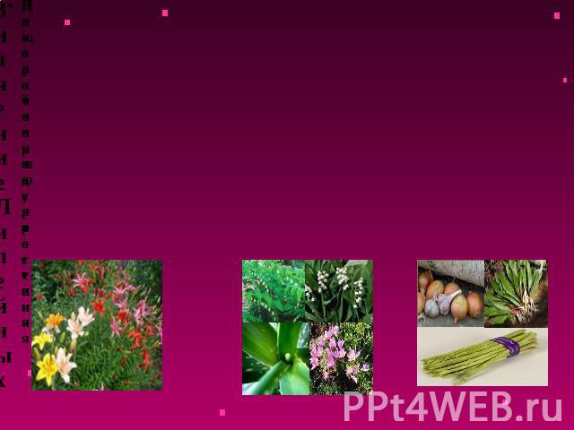 Значение Лилейных Декоративные растения Лекарственные растения Пищевой продукт
