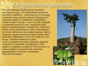 Огуречное дерево А вот о съедобности плодов огуречных деревьев сведений, к сожал