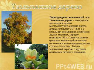 Тюльпанное дерево Лириодендрон тюльпановый или тюльпанное дерево – это крупное л
