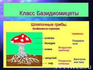 Класс Базидиомицеты Шляпочные грибы. Особенности строения: шляпка базидии ножка